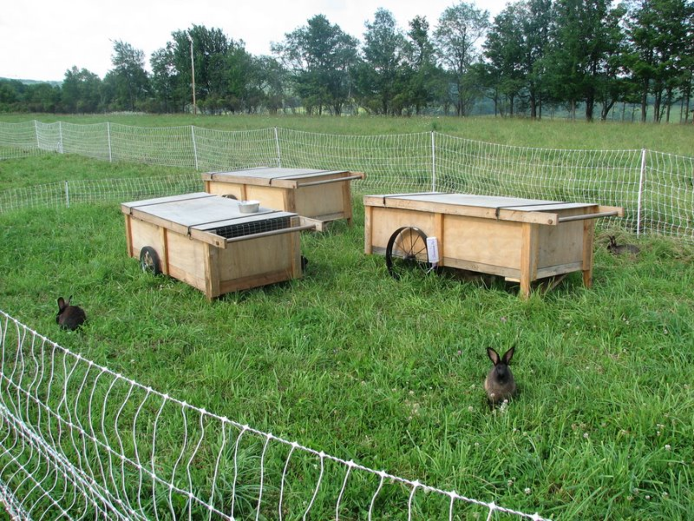Figure 4. Grass-fed rabbit production at Northland Sheep Dairy,a farm 